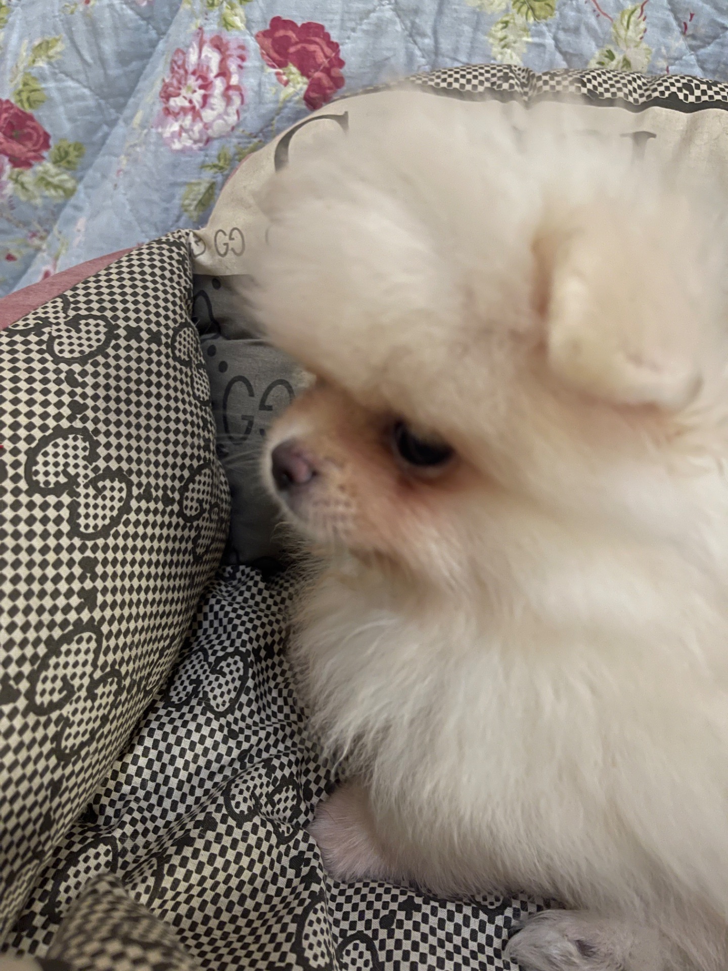 Щенки померанского шпица