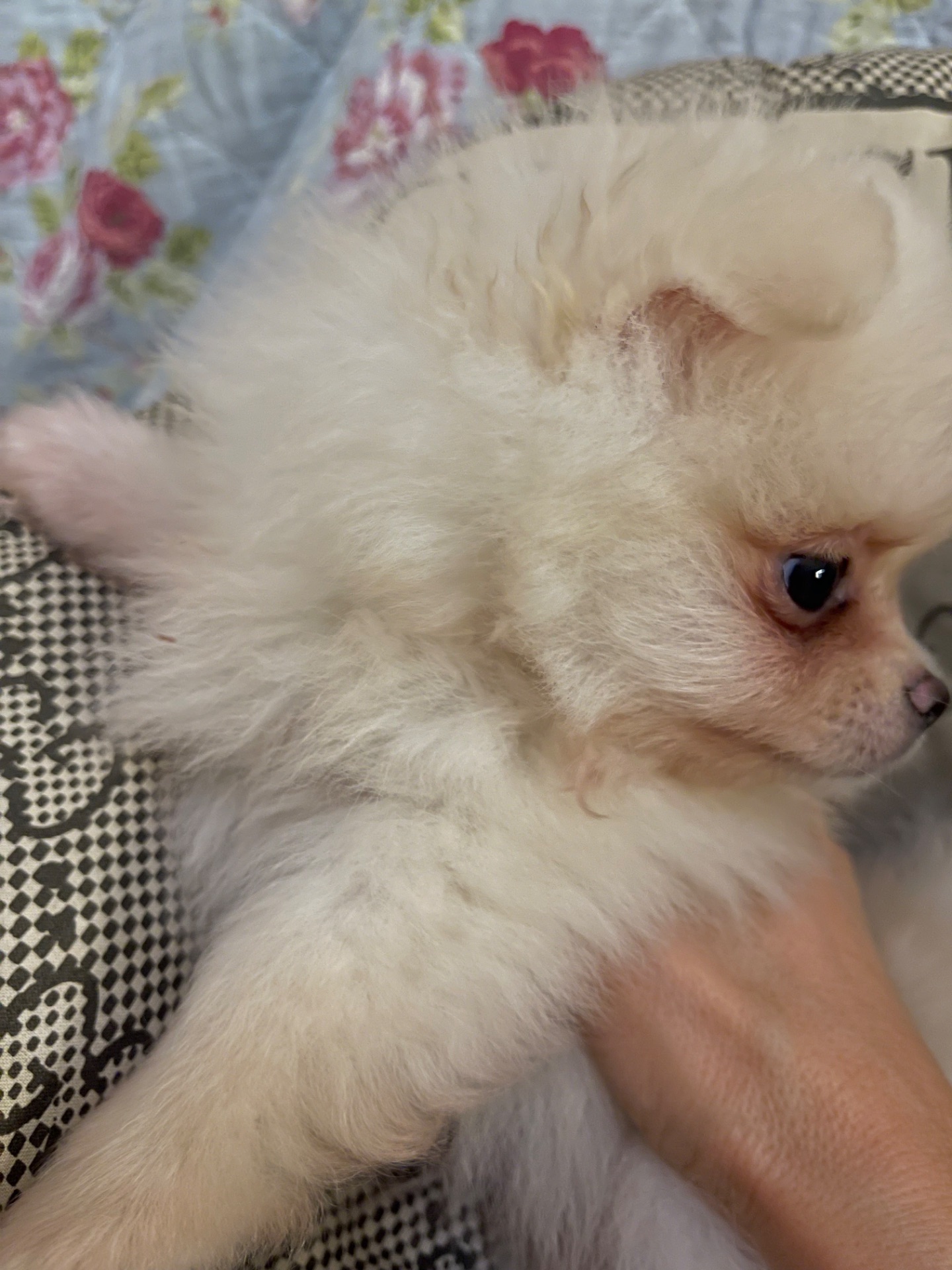 Щенки померанского шпица