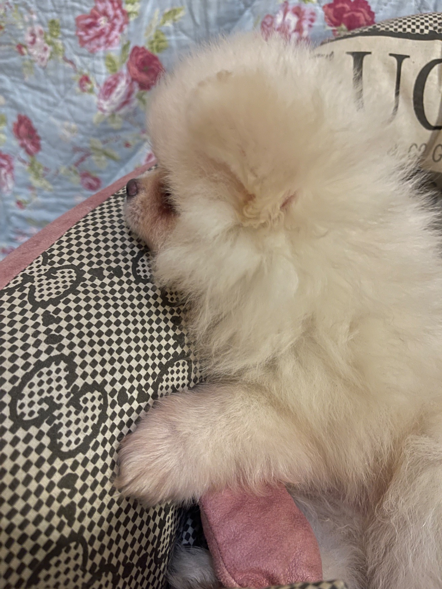 Щенки померанского шпица