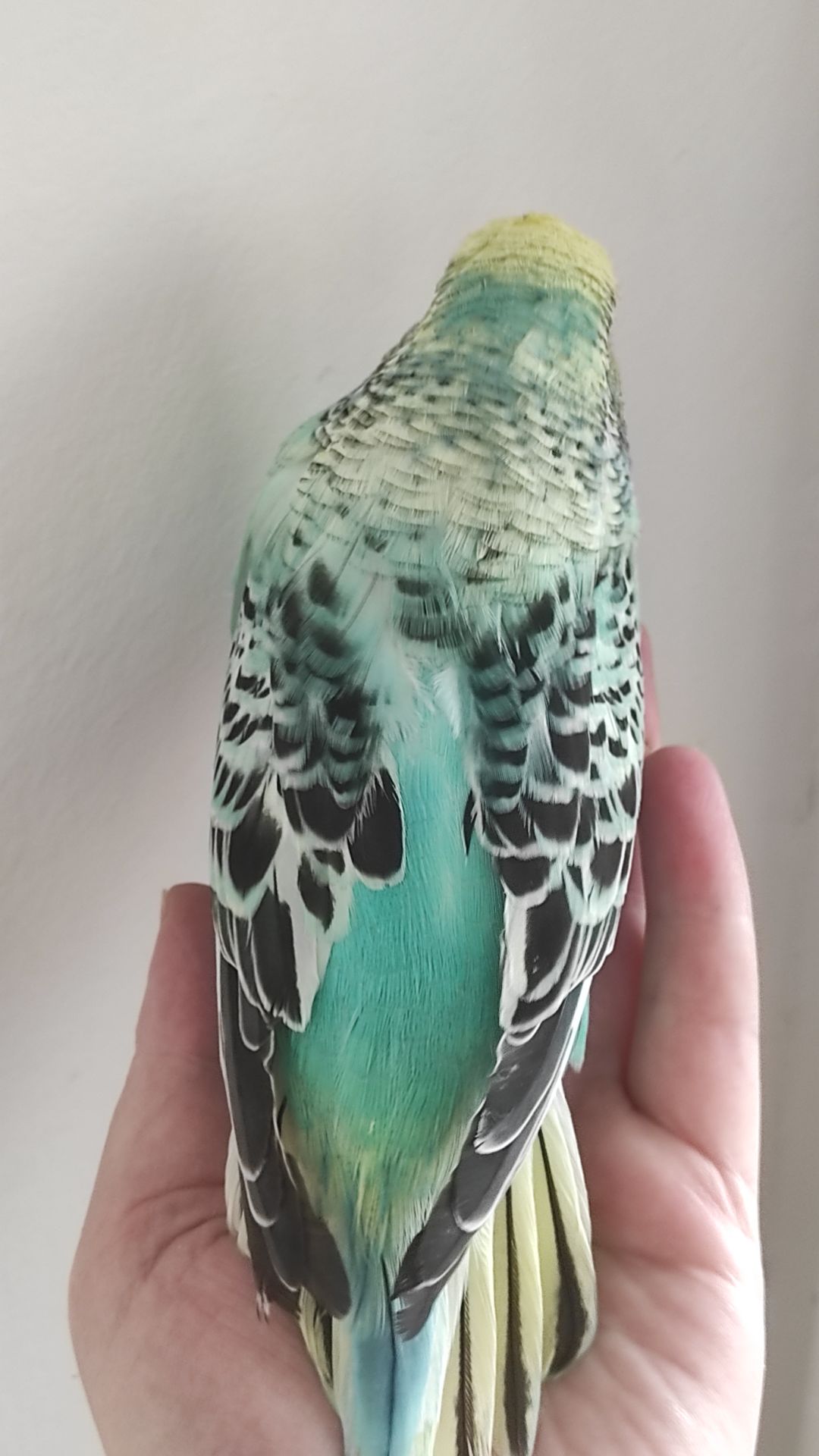 Волнистый попугай