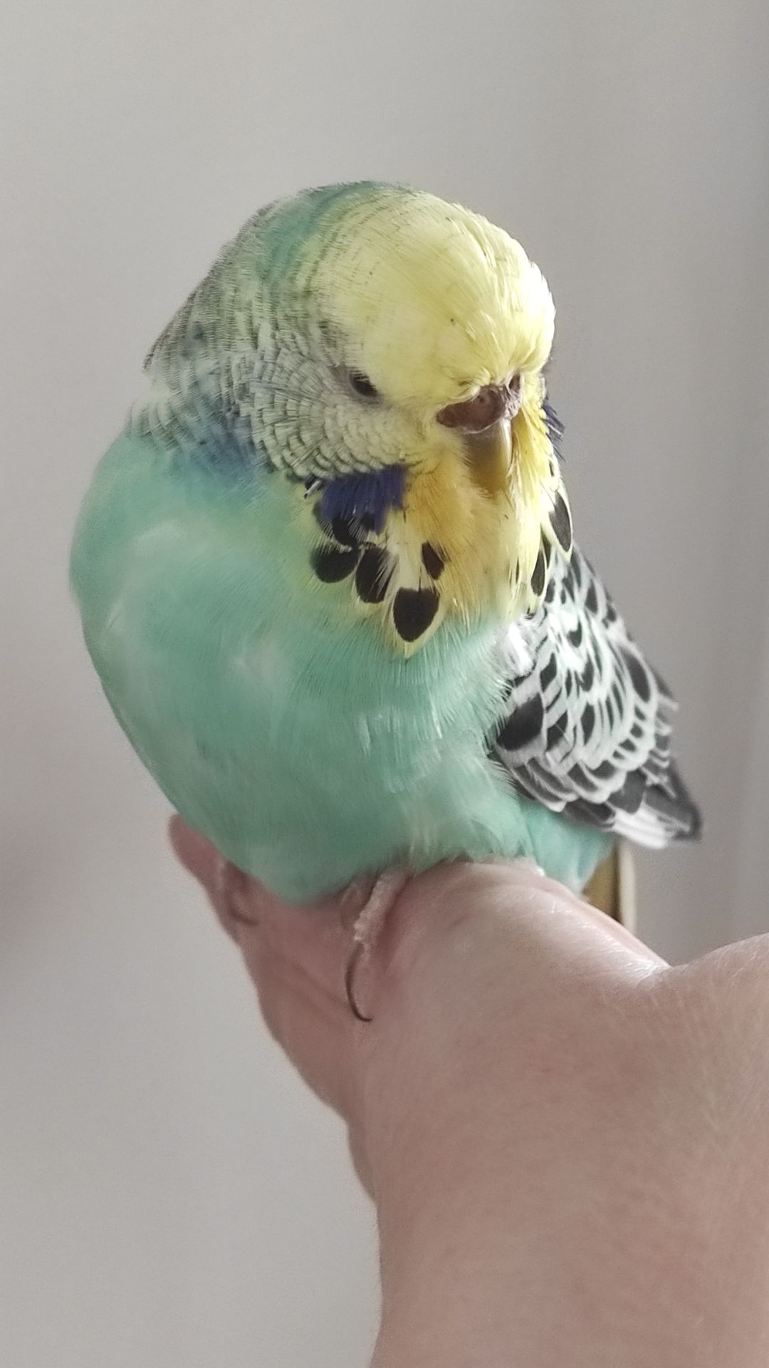 Волнистый попугай