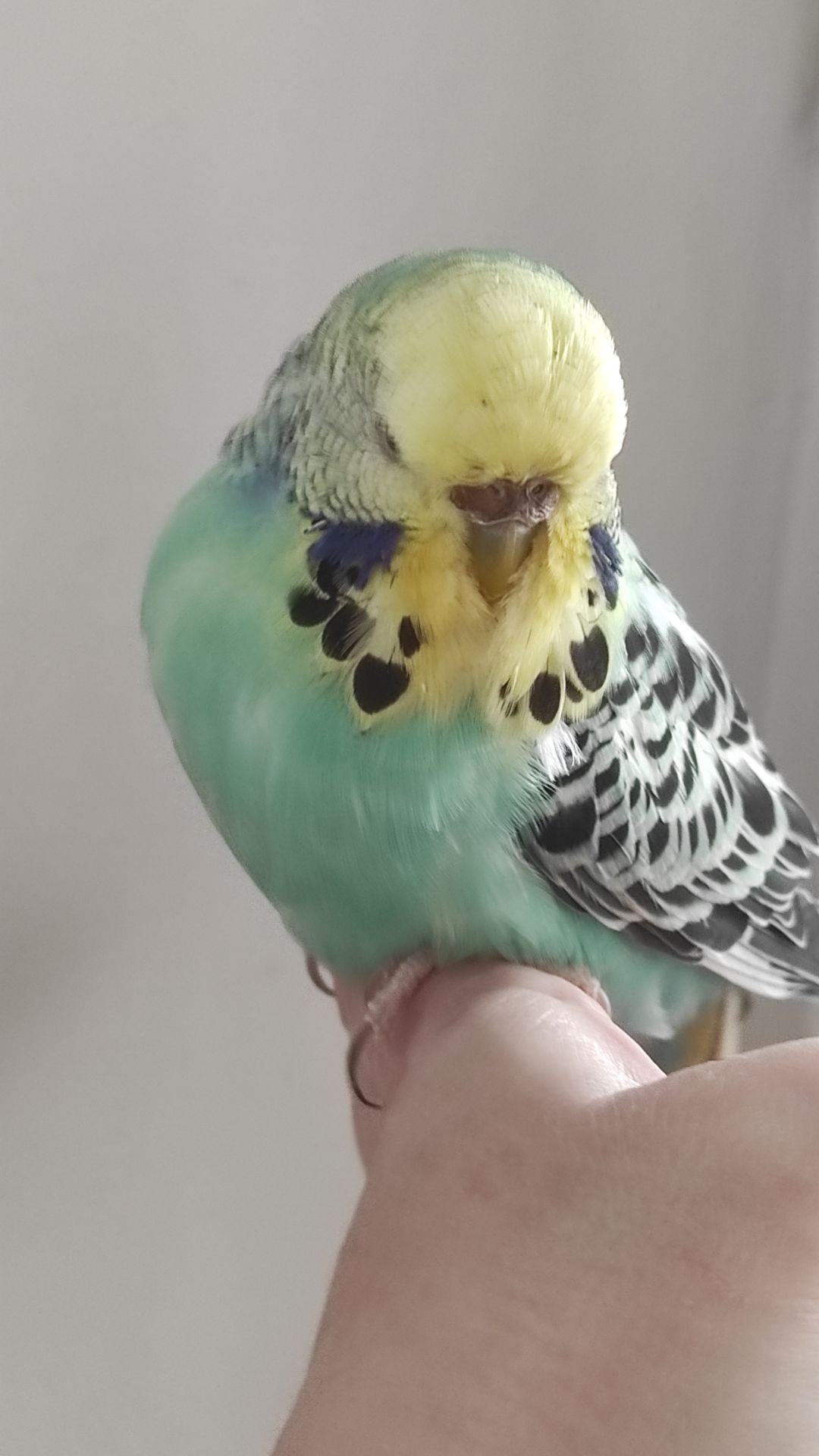 Волнистый попугай