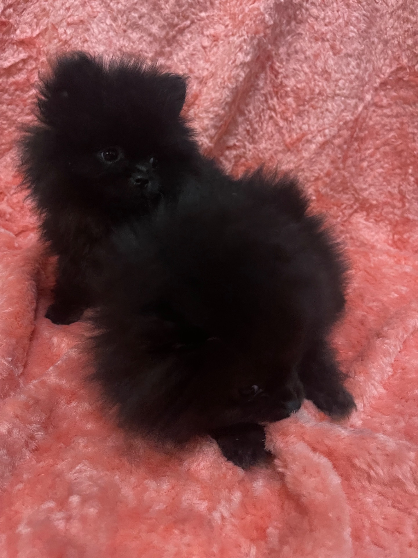 Щенки померанского шпица