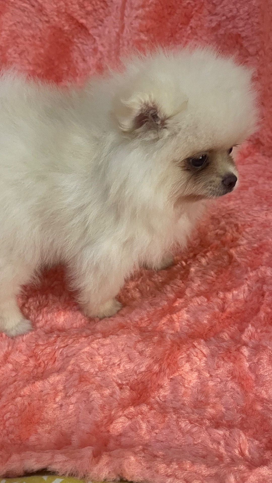 Щенки померанского шпица