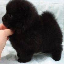 Щенки померанского шпица