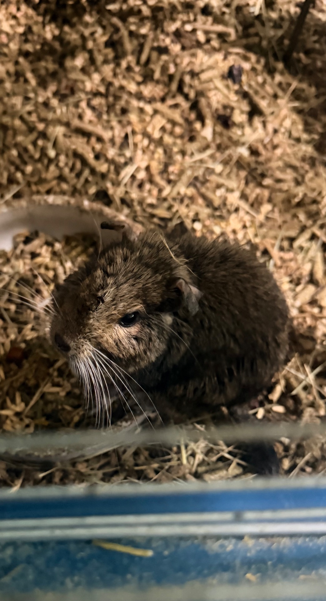 Віддам безкоштовно білку.