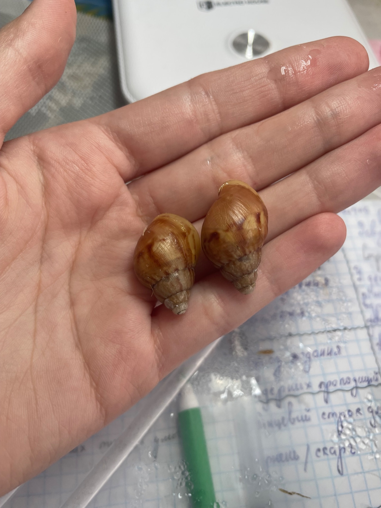 Фуліка альбіно боді