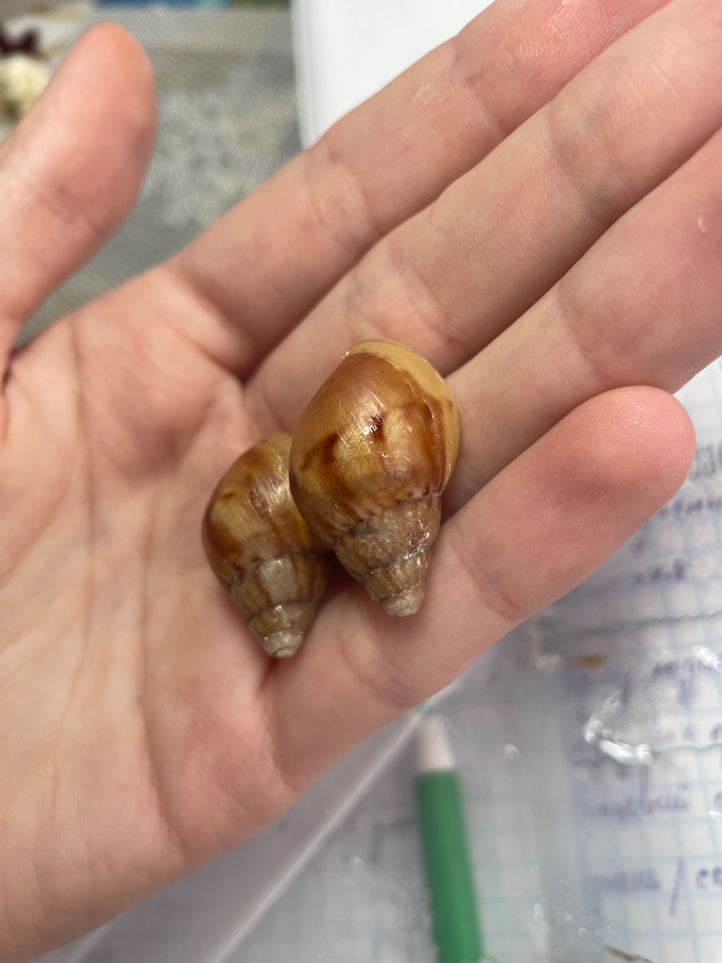 Фуліка альбіно боді