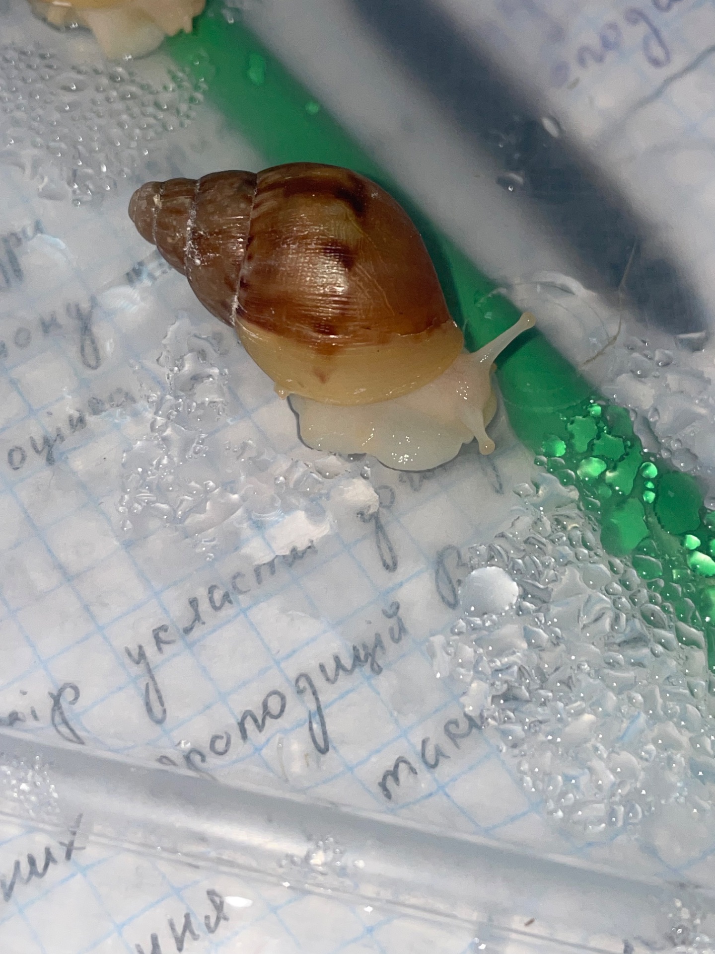 Фуліка альбіно боді