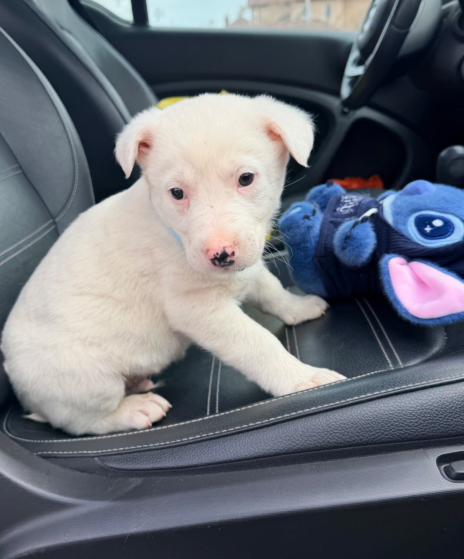 Біле цуценя 2 місяці