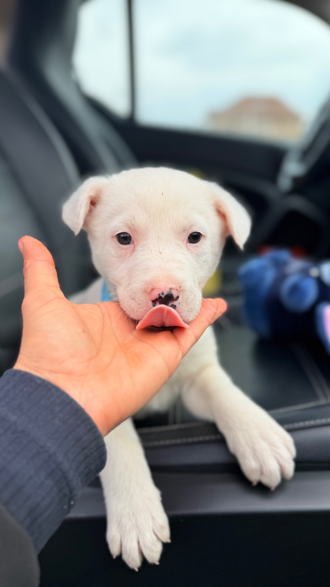 Біле цуценя 2 місяці