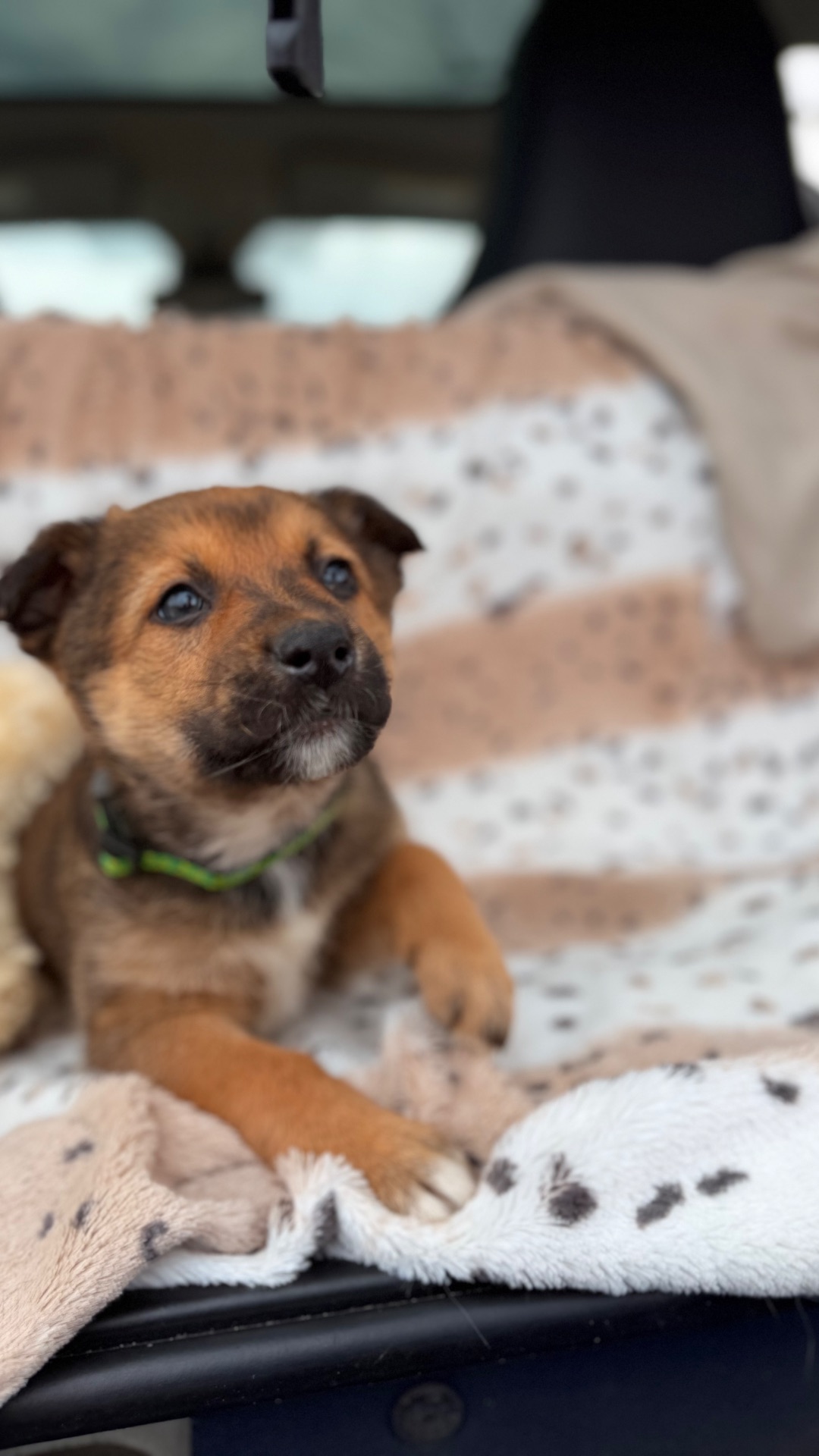 Красиве цуценя хлопчик 2-3 місяці