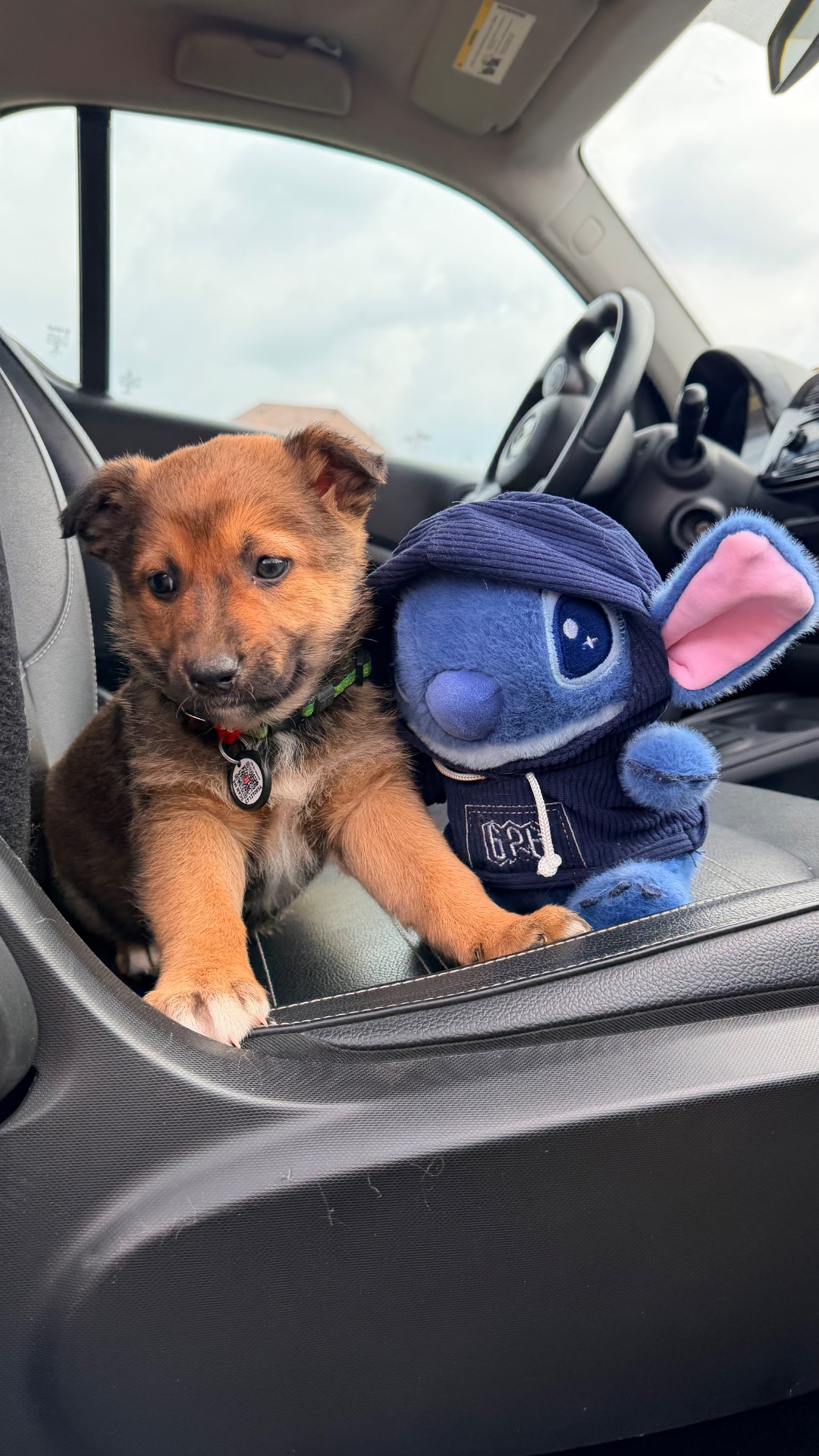 Красиве цуценя хлопчик 2-3 місяці