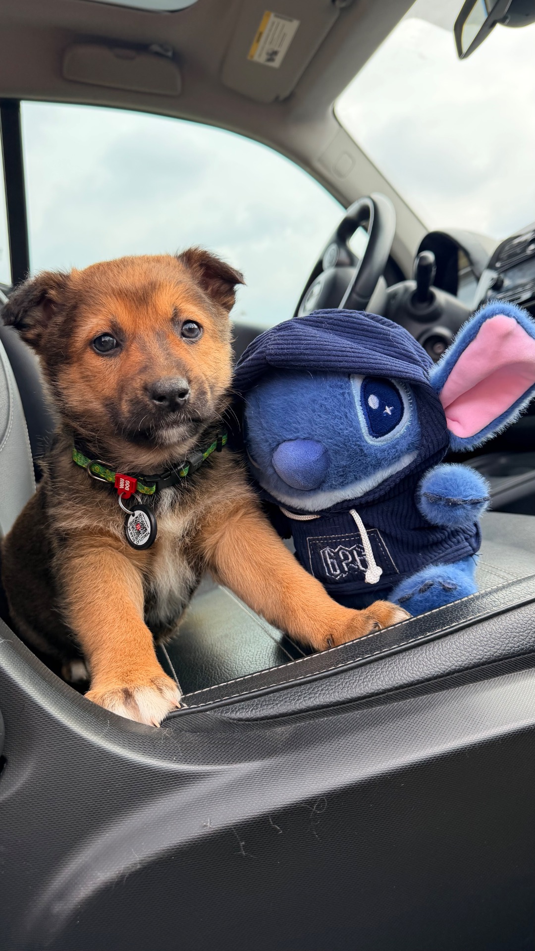 Красиве цуценя хлопчик 2-3 місяці