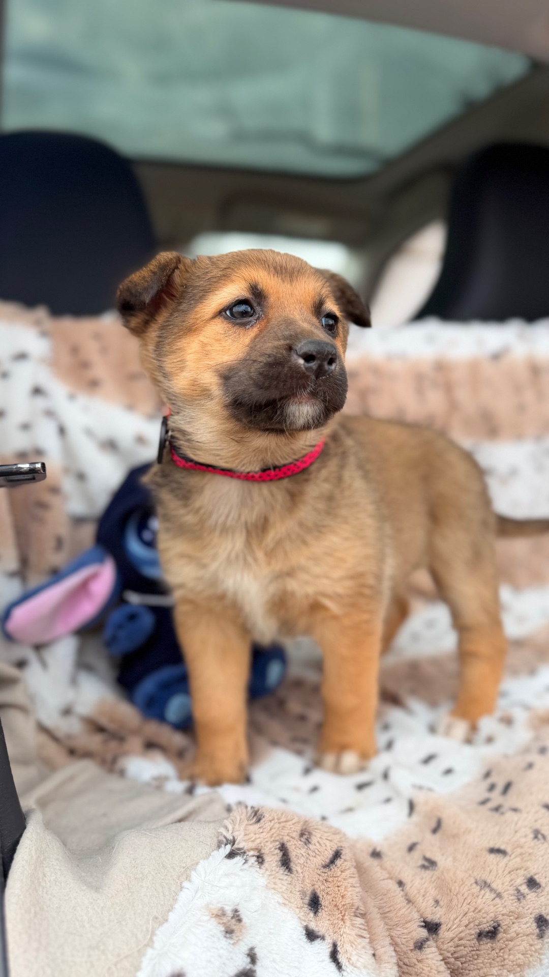 Цуценя дівчинка 2 місяці