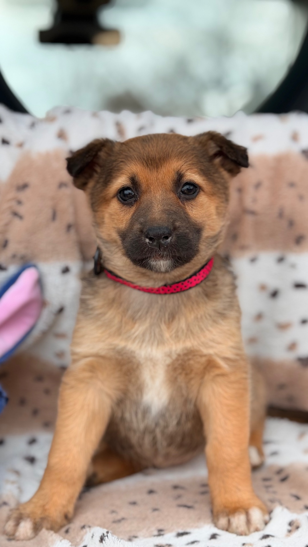 Цуценя дівчинка 2 місяці