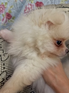 Щенки померанского шпица