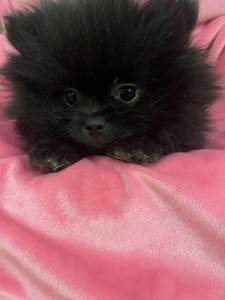 Щенки померанского шпица