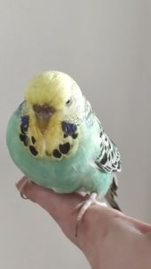 Волнистый попугай