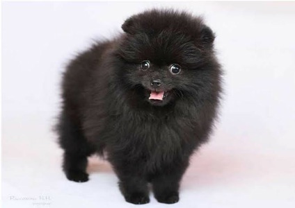 Щенки померанского шпица