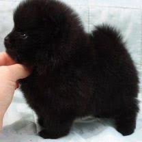 Щенки померанского шпица