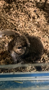 Віддам безкоштовно білку.