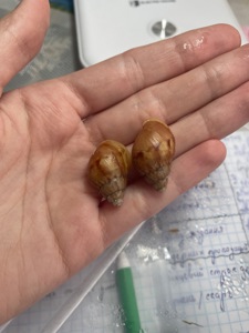 Фуліка альбіно боді