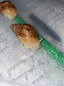 Фуліка альбіно боді