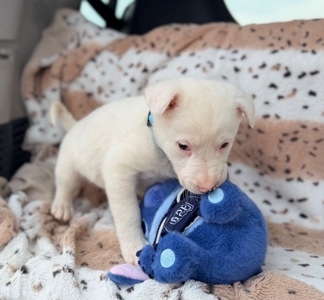 Біле цуценя 2 місяці