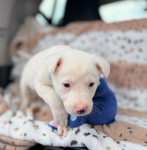 Біле цуценя 2 місяці