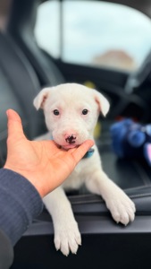 Біле цуценя 2 місяці