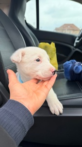 Біле цуценя 2 місяці