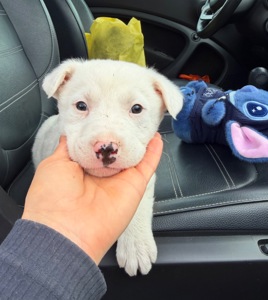 Біле цуценя 2 місяці