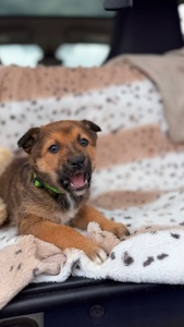 Красиве цуценя хлопчик 2-3 місяці