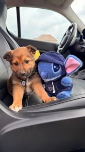 Красиве цуценя хлопчик 2-3 місяці