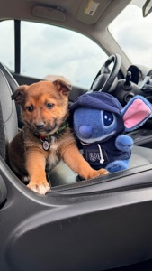 Красиве цуценя хлопчик 2-3 місяці