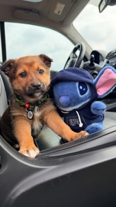 Красиве цуценя хлопчик 2-3 місяці