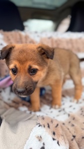 Цуценя дівчинка 2 місяці