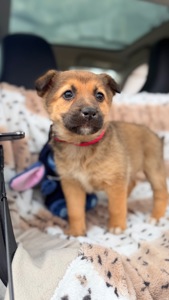 Цуценя дівчинка 2 місяці