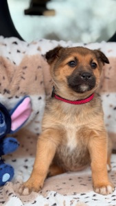 Цуценя дівчинка 2 місяці