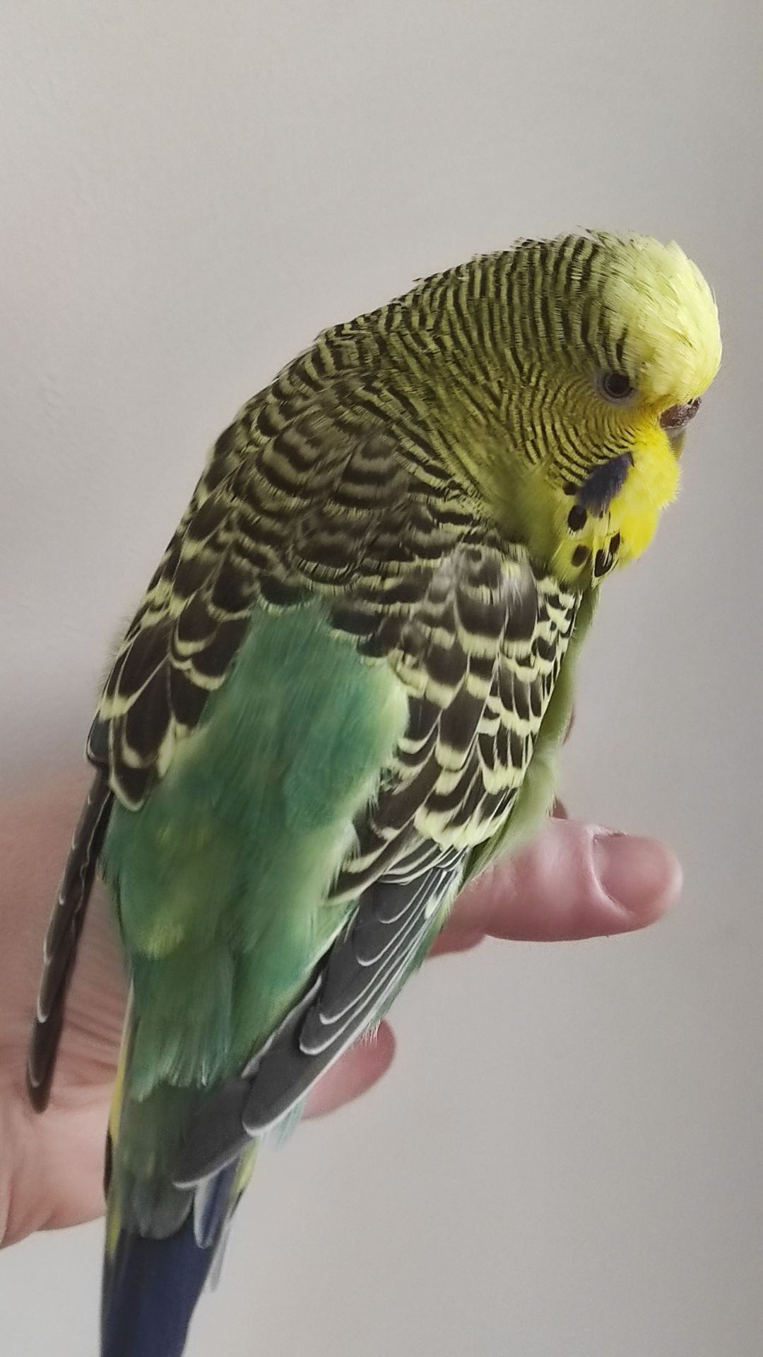 Волнистый попугай