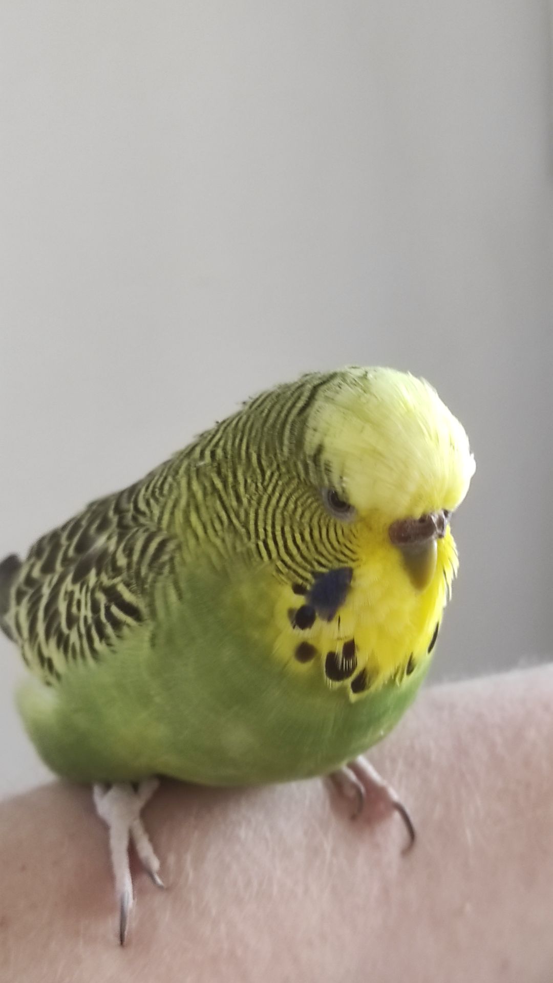 Волнистый попугай