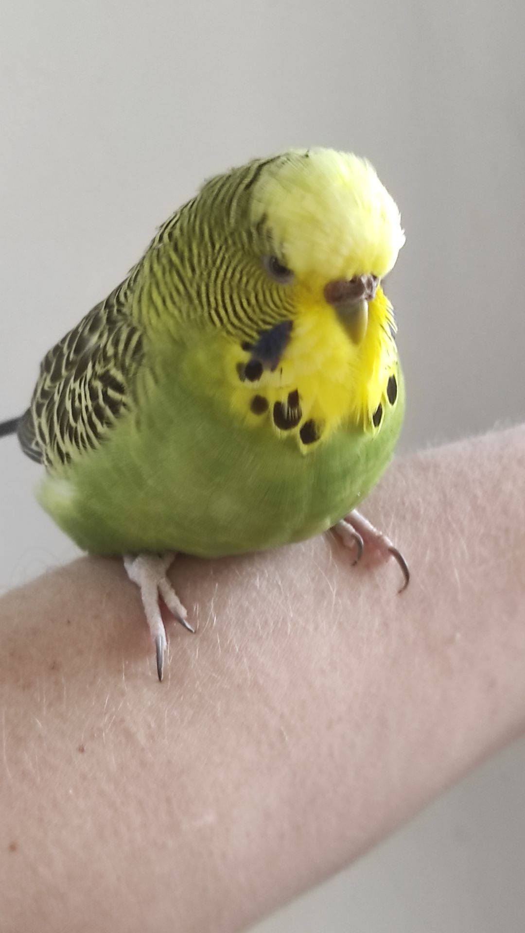 Волнистый попугай