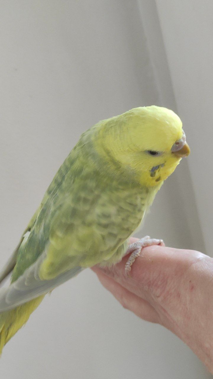 Радужный волнистый попугай