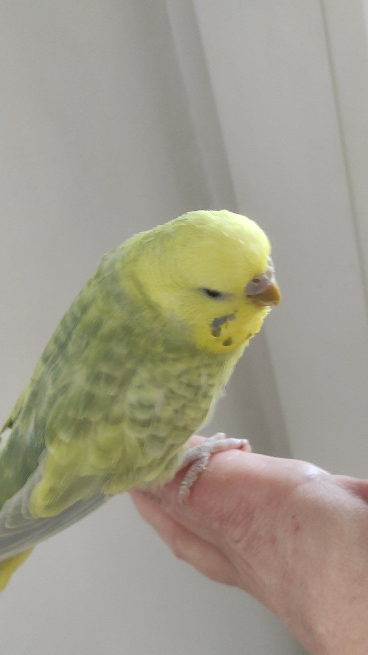 Радужный волнистый попугай