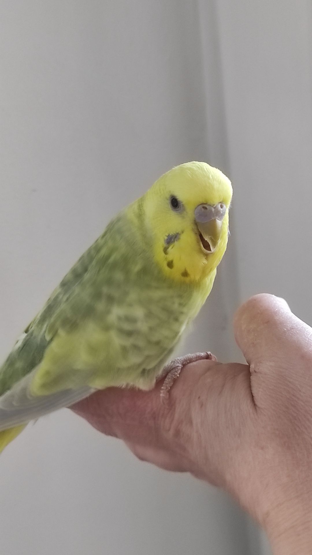 Радужный волнистый попугай