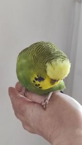 Волнистый попугай