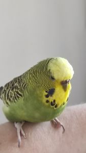 Волнистый попугай