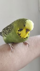 Волнистый попугай