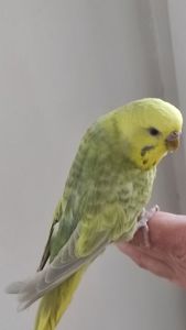 Радужный волнистый попугай